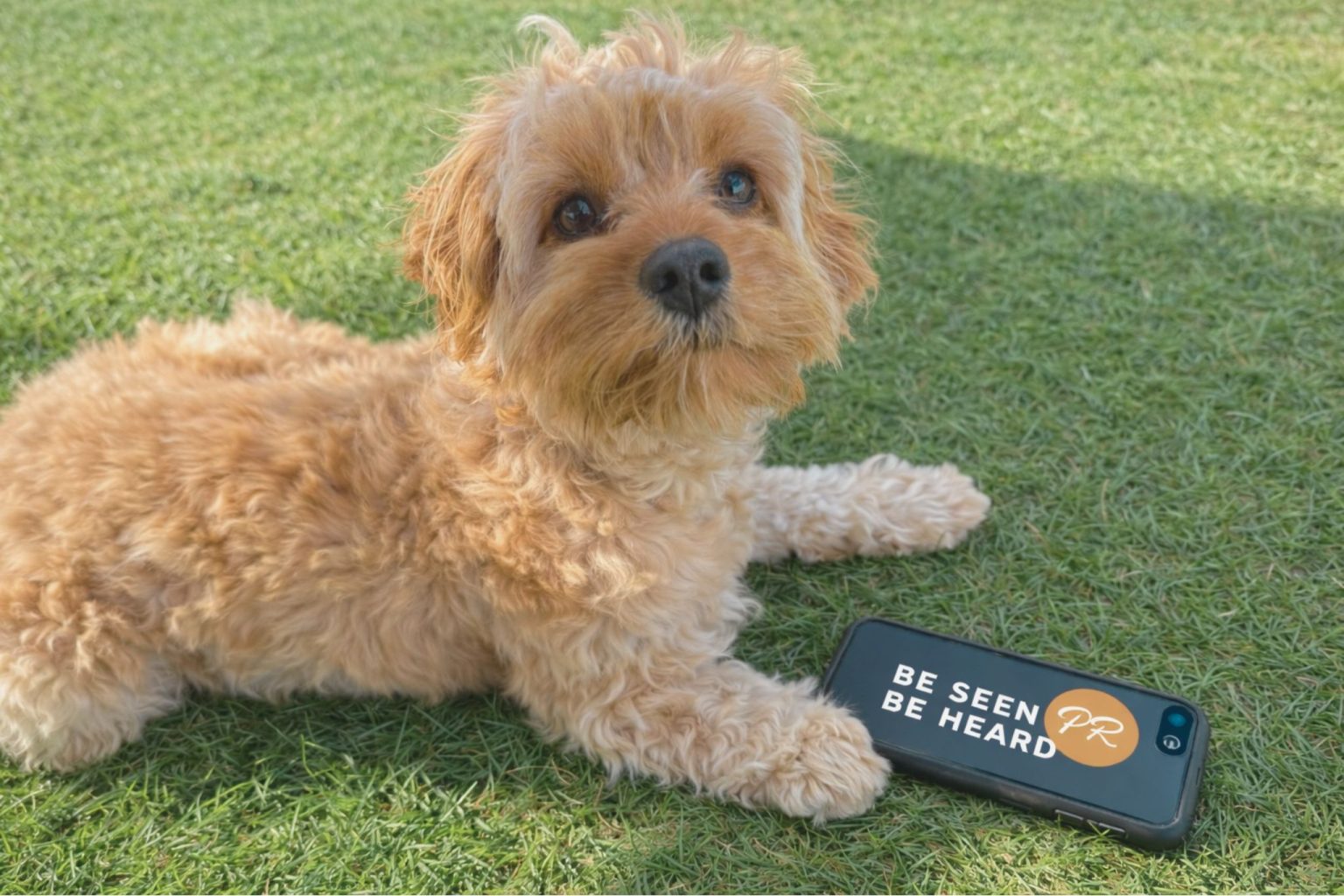 Cute dog with be seen be heard logo on phone